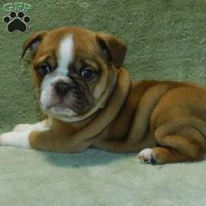 English bulldog best sale pug mix puppies